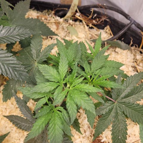 Super lemon hazer X pineaaple og growlog timeline photo