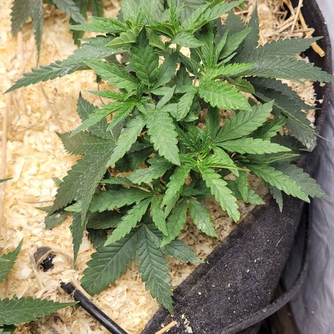 Super lemon hazer X pineaaple og growlog timeline photo