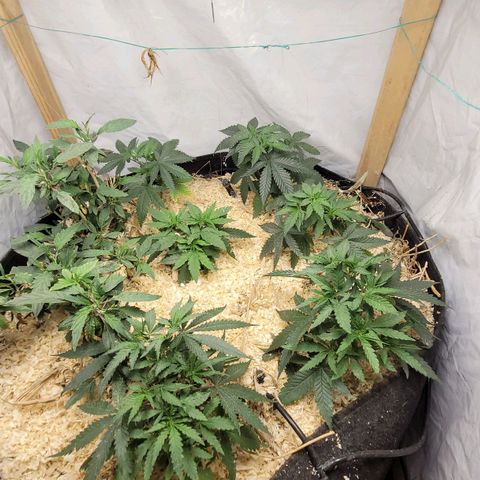 Super lemon hazer X pineaaple og growlog timeline photo