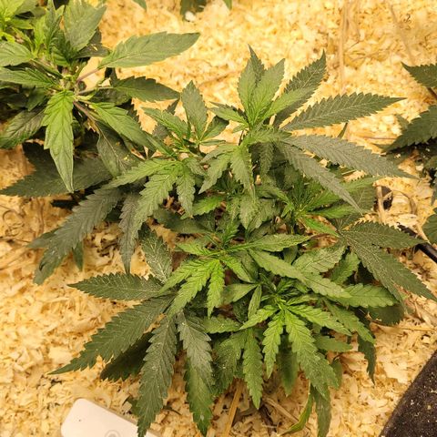 Super lemon hazer X pineaaple og growlog timeline photo