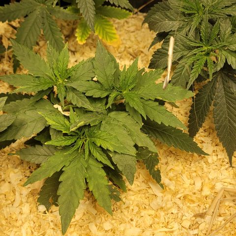 Super lemon hazer X pineaaple og growlog timeline photo
