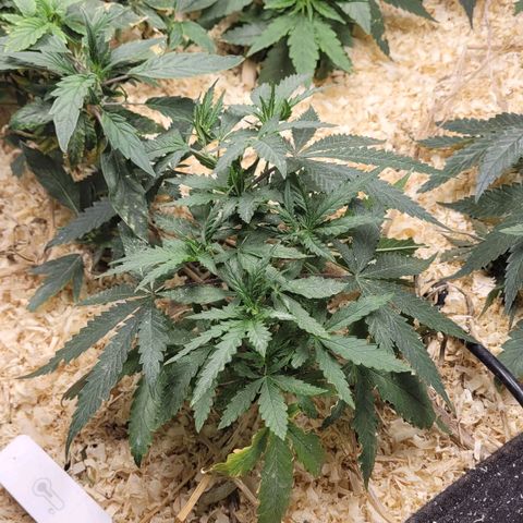 Super lemon hazer X pineaaple og growlog timeline photo
