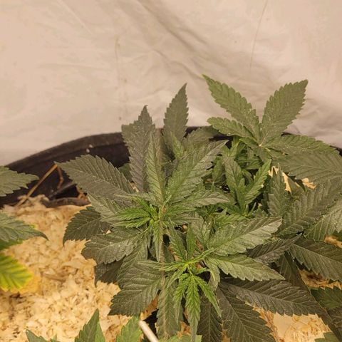Super lemon hazer X pineaaple og growlog timeline photo