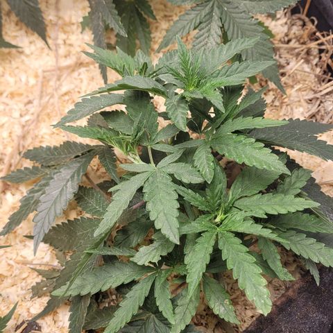 Super lemon hazer X pineaaple og growlog timeline photo