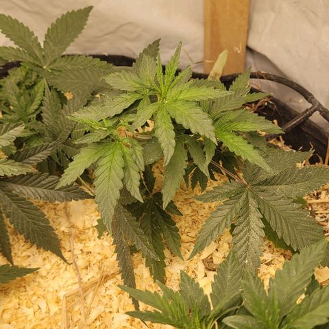 Super lemon hazer X pineaaple og growlog timeline photo