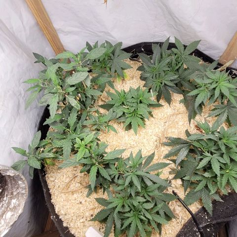 Super lemon hazer X pineaaple og growlog timeline photo