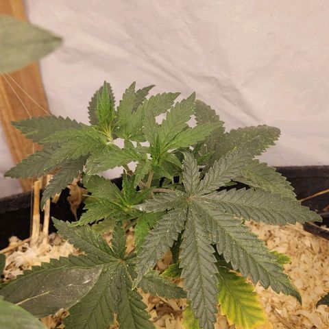 Super lemon hazer X pineaaple og growlog timeline photo