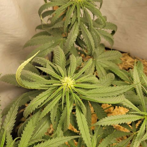 Power nap growlog photo: the heat is being too severe for her. the other flowers are doing well. She is already suffering a lot from cat claws. 