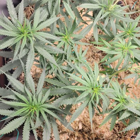 Forbidden Fruit growlog timeline photo