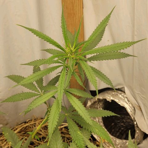 Citrus flower growlog photo: Of the 3 plants, 2 were male. just this one left. I hope the 2 clones I took were fine 