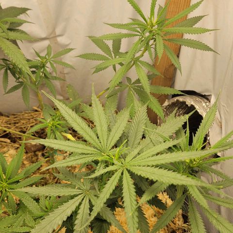 Citrus flower growlog photo: Of the 3 plants, 2 were male. just this one left. I hope the 2 clones I took were fine 