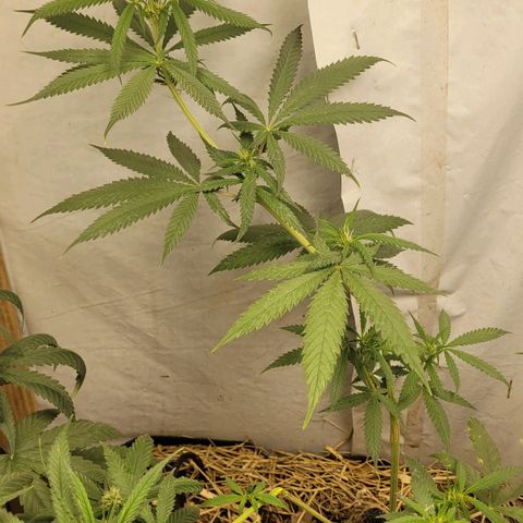 Citrus flower growlog photo: Of the 3 plants, 2 were male. just this one left. I hope the 2 clones I took were fine 