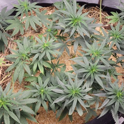 Forbidden Fruit growlog timeline photo