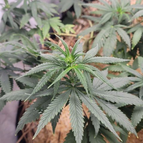 Forbidden Fruit growlog timeline photo
