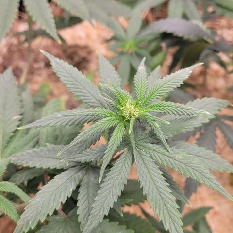 Forbidden Fruit growlog timeline photo