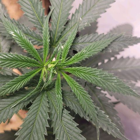 Forbidden Fruit growlog timeline photo
