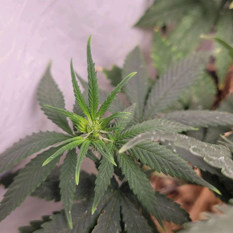 Forbidden Fruit growlog timeline photo