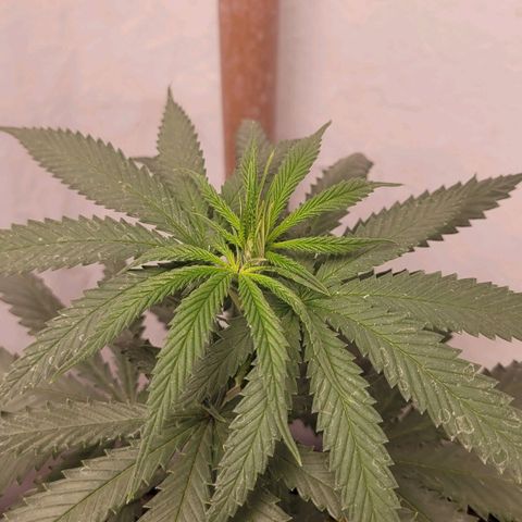 Forbidden Fruit growlog timeline photo