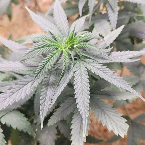 Forbidden Fruit growlog timeline photo