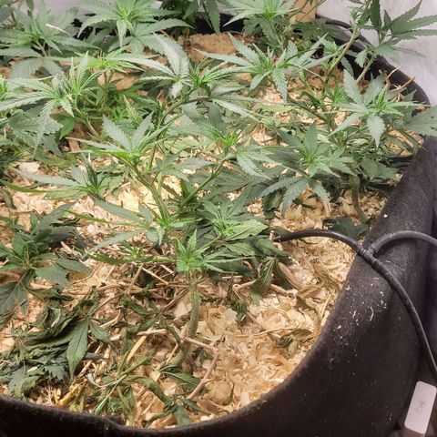 Super lemon hazer X pineaaple og growlog photo: Depois da poda. Semana que vem flora