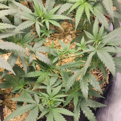 Super lemon hazer X pineaaple og growlog timeline photo