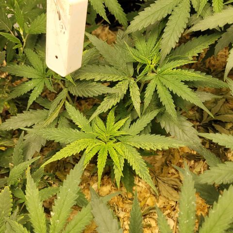 Super lemon hazer X pineaaple og growlog timeline photo
