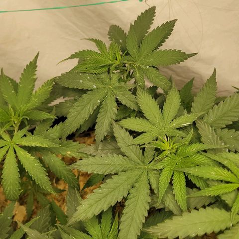 Super lemon hazer X pineaaple og growlog timeline photo