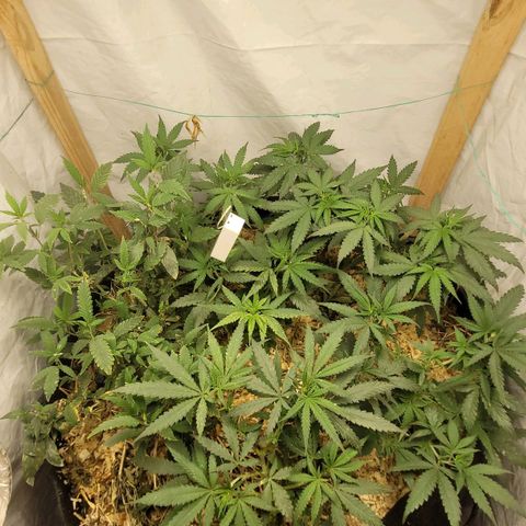 Super lemon hazer X pineaaple og growlog timeline photo