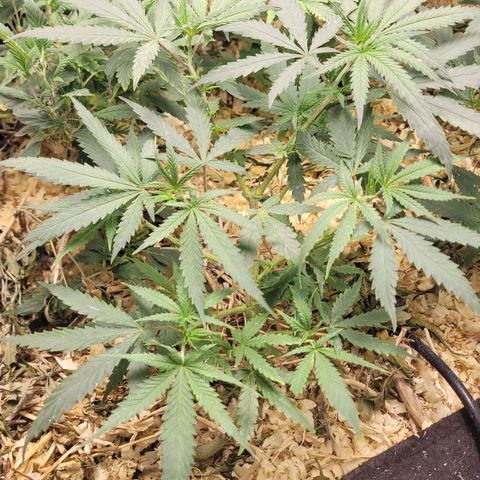 Super lemon hazer X pineaaple og growlog timeline photo