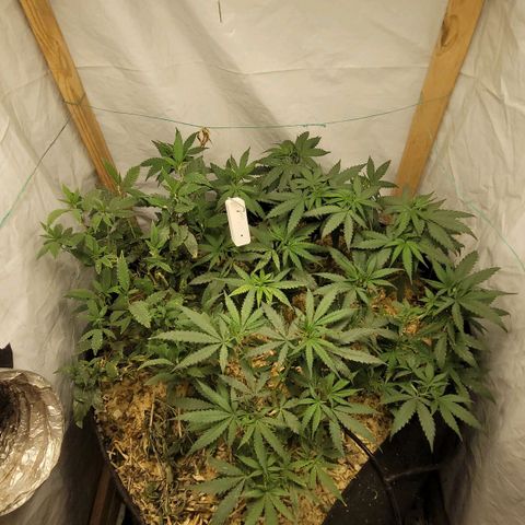 Super lemon hazer X pineaaple og growlog timeline photo