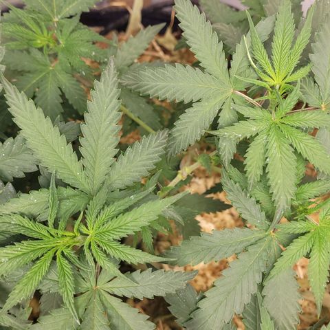 Super lemon hazer X pineaaple og growlog timeline photo