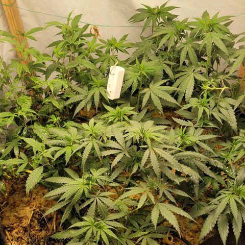 Super lemon hazer X pineaaple og growlog photo: 2 semanas de flora
Semana q vem poda