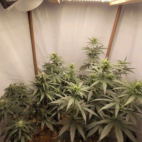 Forbidden Fruit growlog timeline photo