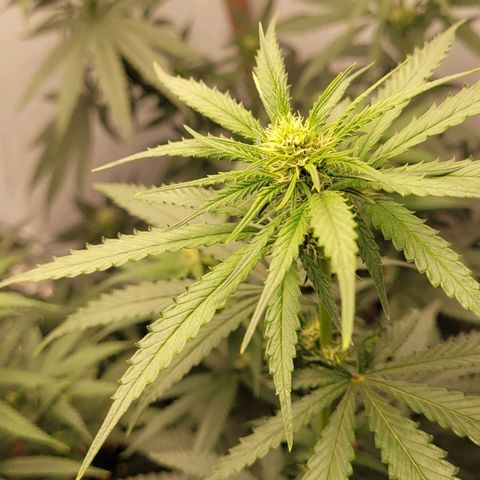 Forbidden Fruit growlog timeline photo