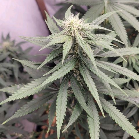 Forbidden Fruit growlog timeline photo