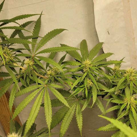 Citrus flower growlog timeline photo