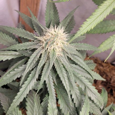 Power nap growlog timeline photo