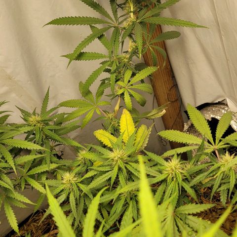 Citrus flower growlog timeline photo