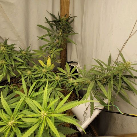 Citrus flower growlog timeline photo