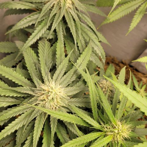Power nap growlog timeline photo