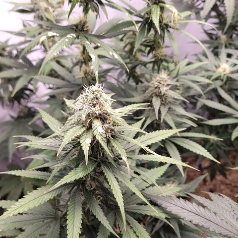 Forbidden Fruit growlog timeline photo
