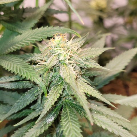 Forbidden Fruit growlog timeline photo