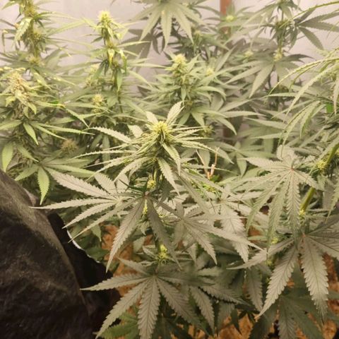 Forbidden Fruit growlog timeline photo