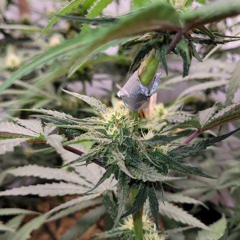 Forbidden Fruit growlog timeline photo