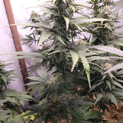 Forbidden Fruit growlog timeline photo