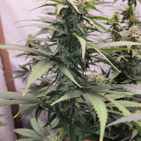 Forbidden Fruit growlog timeline photo