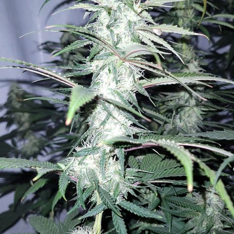 Forbidden Fruit growlog timeline photo