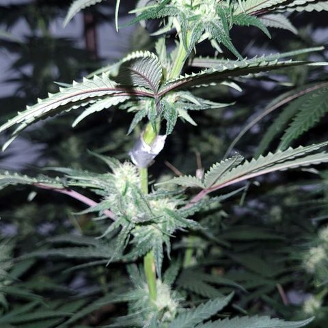 Forbidden Fruit growlog timeline photo
