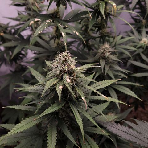 Forbidden Fruit growlog timeline photo