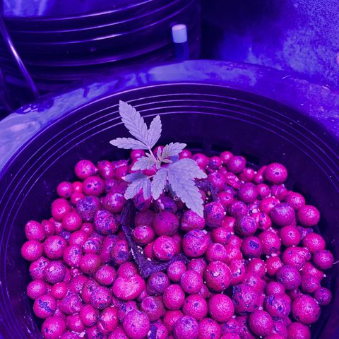 Jane growlog timeline photo